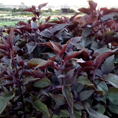 Eupatorium rugosum ‚Chocolate‘ (Rotlaubiger Wasserdost)