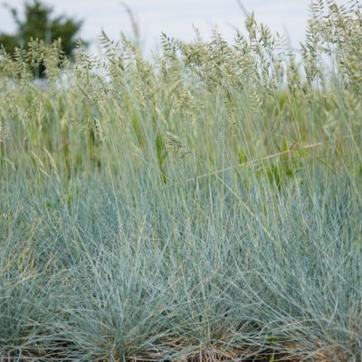 Festuca cinerea ‚Elijah Blue‘