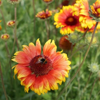 Gaillardia x grandiflora ‚Kobold‘ (Kokardenblume)