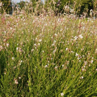 Gaura lindheimeri