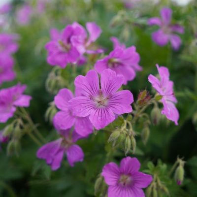 Geranium gracile ‚Sirak‘