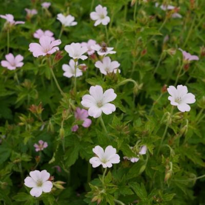 Geranium x oxonianum ‚Rebecca Moss‘