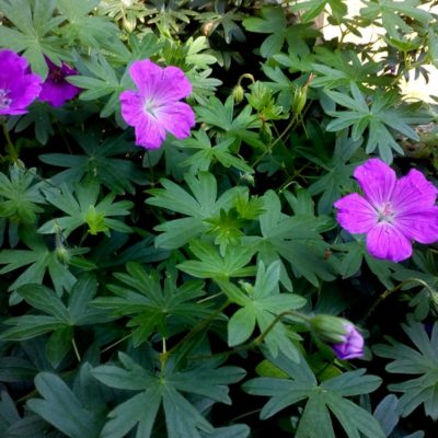 Geranium sanguineum (Blutroter Storchenschnabel)