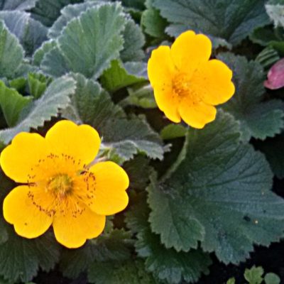 Geum montanum ‚Diana‘ (Nelkenwurz)