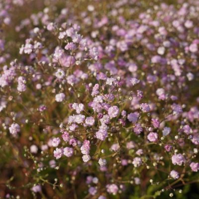 Gypsophila paniculata ‚Flamingo‘