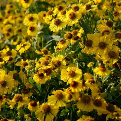 Helenium x cultorum ‚Goldrausch‘ (Sonnenbraut)