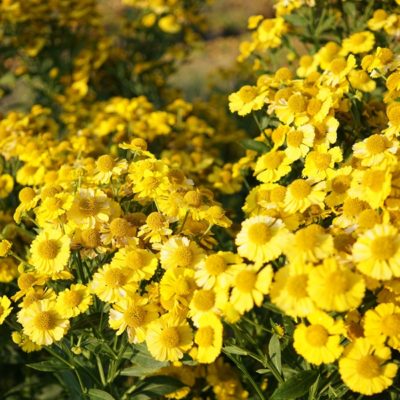 Helenium x cultorum ‚Kanaria‘ (Sonnenbraut)
