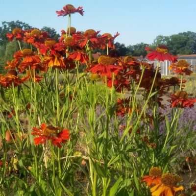 Helenium x cultorum ‚Rubinkuppel‘ (Sonnenbraut)