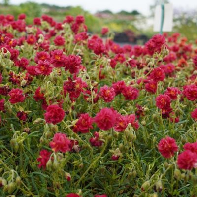 Helianthemum hybr. ‚Henfield Brillant‘