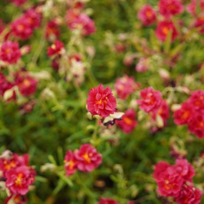 Helianthemum hybr. ‚Cerise Queen‘