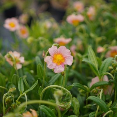 Helianthemum hybr. ‚Chamois‘