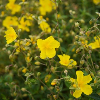 Helianthemum hybr. ‚Golden Queen‘