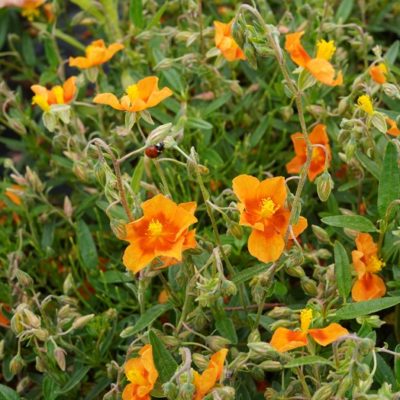 Helianthemum hybr. ‚Watergate Orange‘