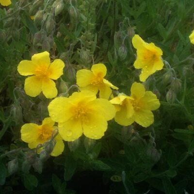 Helianthemum hybr. ‚Gelber Findling‘