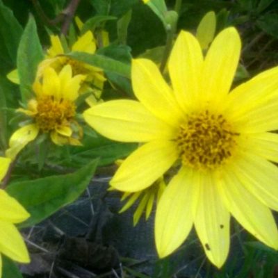 Helianthus microcephalus ‚Lemon Queen‘