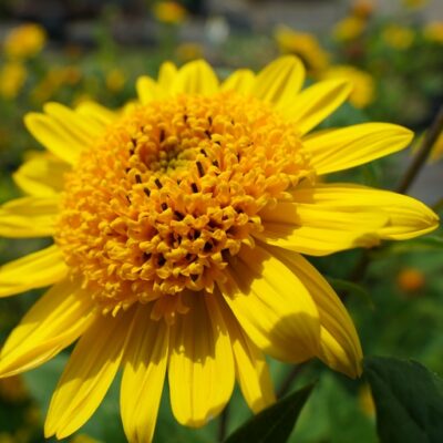 Helianthus decapetalus ‚Triomphe de Gand‘