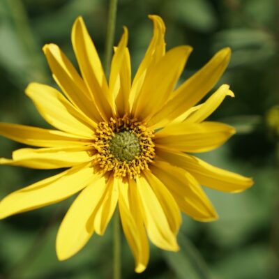 Helianthus atrorubens  (Stauden-Sonnenblume)