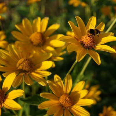 Heliopsis helianthoides var. scabra (Sonnenauge)