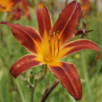 Hemerocallis hybr. ‚Killarney Castle‘ (Taglilie)