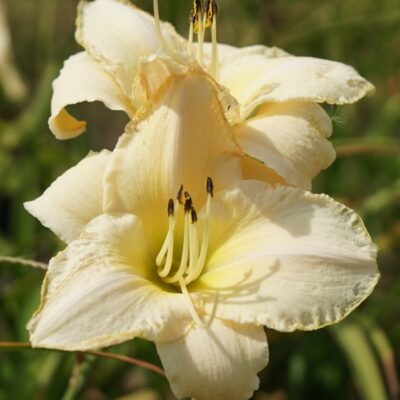 Hemerocallis hybr. ‚Satin Glass‘ (Taglilie)