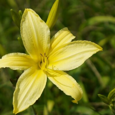 Hemerocallis hybr. ‚Atlas‘ (Taglilie)