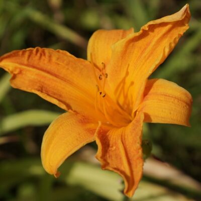 Hemerocallis hybr. ‚Burning Daylight‘ (Taglilie)