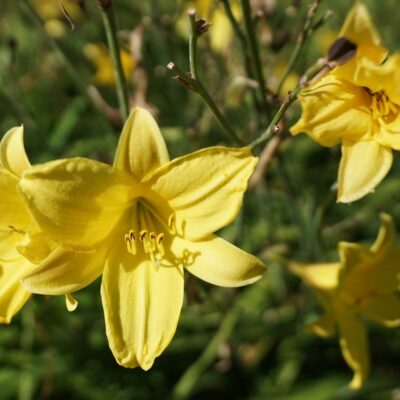 Hemerocallis hybr. ‚Corky‘ (Miniatur-Taglilie)