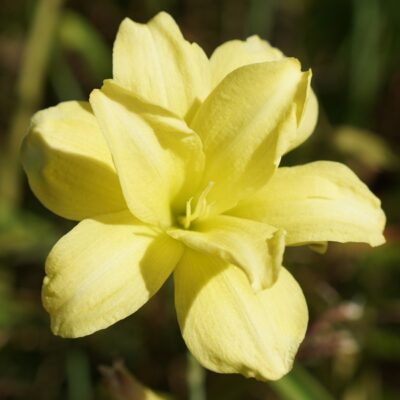 Hemerocallis hybr. ‚Double River Wye‘ (Taglilie)