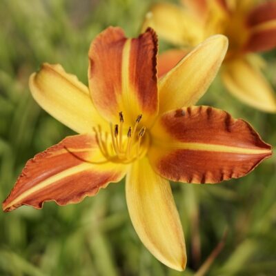 Hemerocallis hybr. ‚Frans Hals‘ (Taglilie)