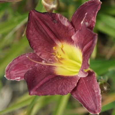 Hemerocallis hybr. ‚Houdini‘ (Taglilie)