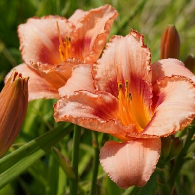 Hemerocallis hybr. ‚Strawberry Candy‘ (Taglilie)