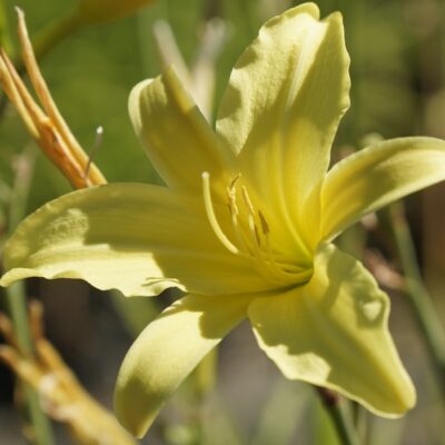 Hemerocallis citrina ‚Baronii‘ (Zitronen-Taglilie)