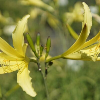 Hemerocallis citrina (Zitronen-Taglilie)