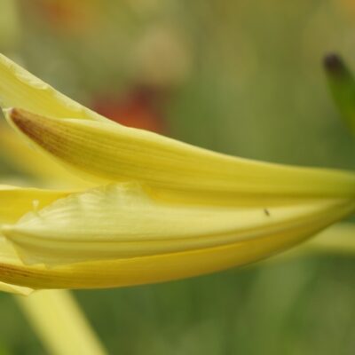 Hemerocallis lilioasphodelus (Wiesen-Taglilie)