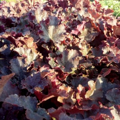 Heuchera hybride ‚Prince‘ (Schattenglöckchen)