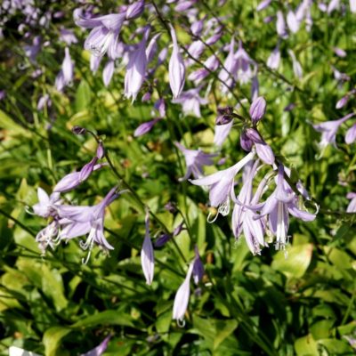 Hosta lancifolia (Lanzenblatt-Funkie)