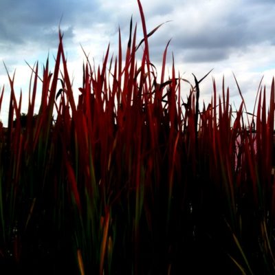 Imperata cylindrica var. koenigii ‚Red Baron‘ (Garten-Blutgras)