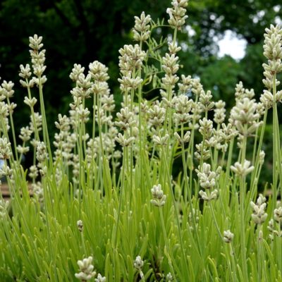 Lavandula angustifolia ‚Alba‘ (Weißer Lavendel)