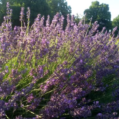 Lavendel (Lavandula L. angustifolia ‚Hidcote Blue‘)