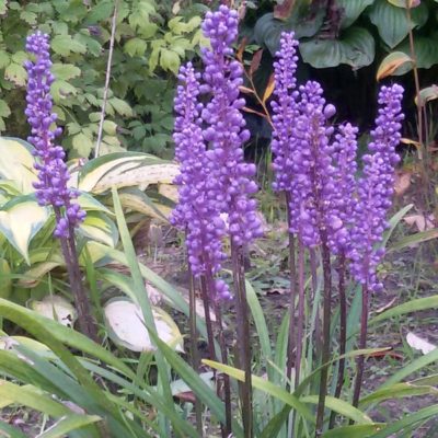 Liriope muscari (Lilientraube)