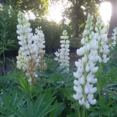 Lupinus polyphyllus ‚Fräulein‘ (Lupine)