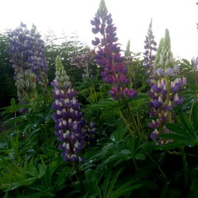 Lupinus polyphyllus ‚Kastellan‘ (Lupine)