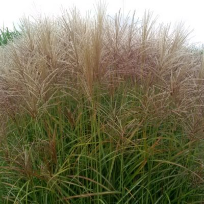 Miscanthus sinensis ‚Graziella‘ (Chinaschilf)