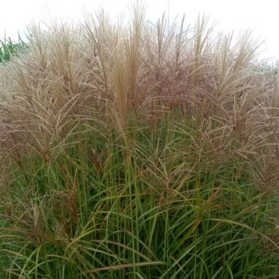 Miscanthus sinensis ‚Graziella‘ (Chinaschilf)