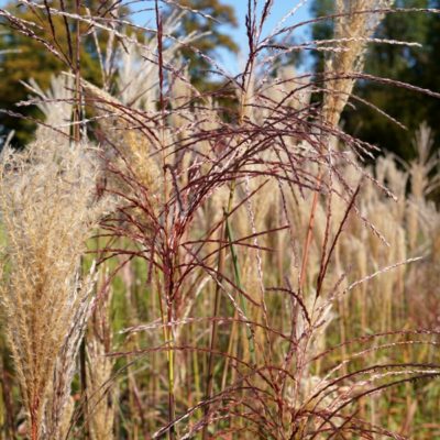 Miscanthus sinensis ‚Malepartus‘ (Chinaschilf)