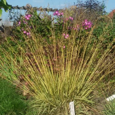Molinia caerulea ‚Variegata‘ (Gestreiftes Garten-Pfeifengras)