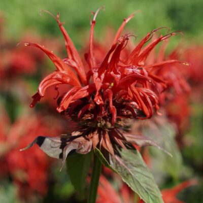 Monarda didyma ‚Jacob Cline‘ (Indianer-Nessel)