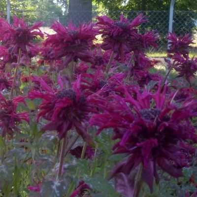 Monarda fistulosa ‚Kardinal‘ (Indianer-Nessel)