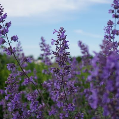 Nepeta x faassenii ‚Walkers Low‘