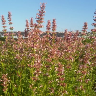 Nepeta grandiflora ‚Dawn to Dusk‘ (Großblütige Katzenminze)